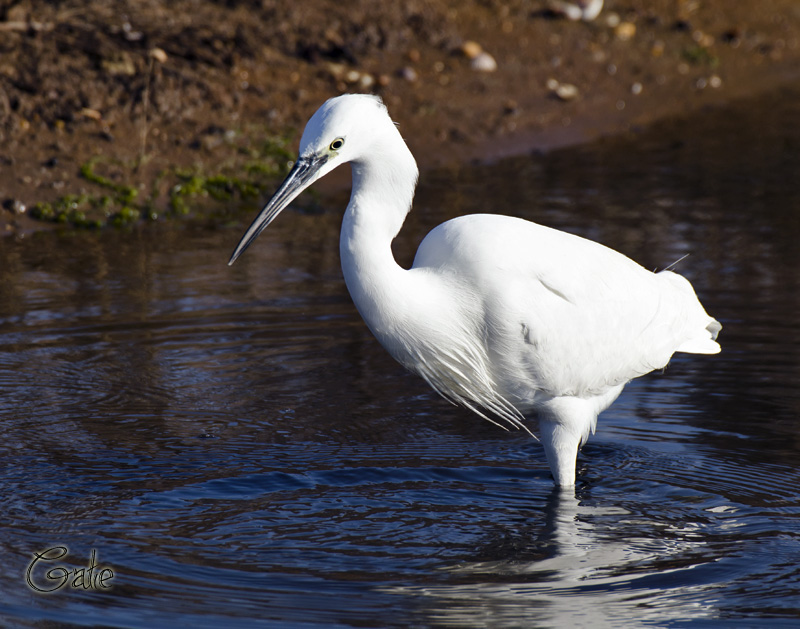 Egretta garzetta